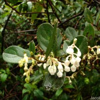 Gaultheria fragrantissima Wall.